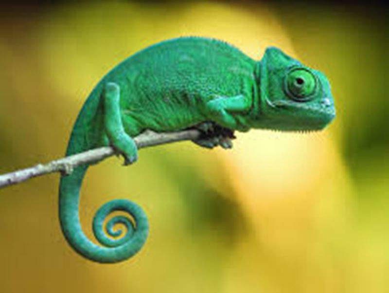 chameleon.jpg