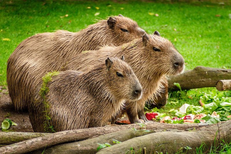 Capybara.jpeg