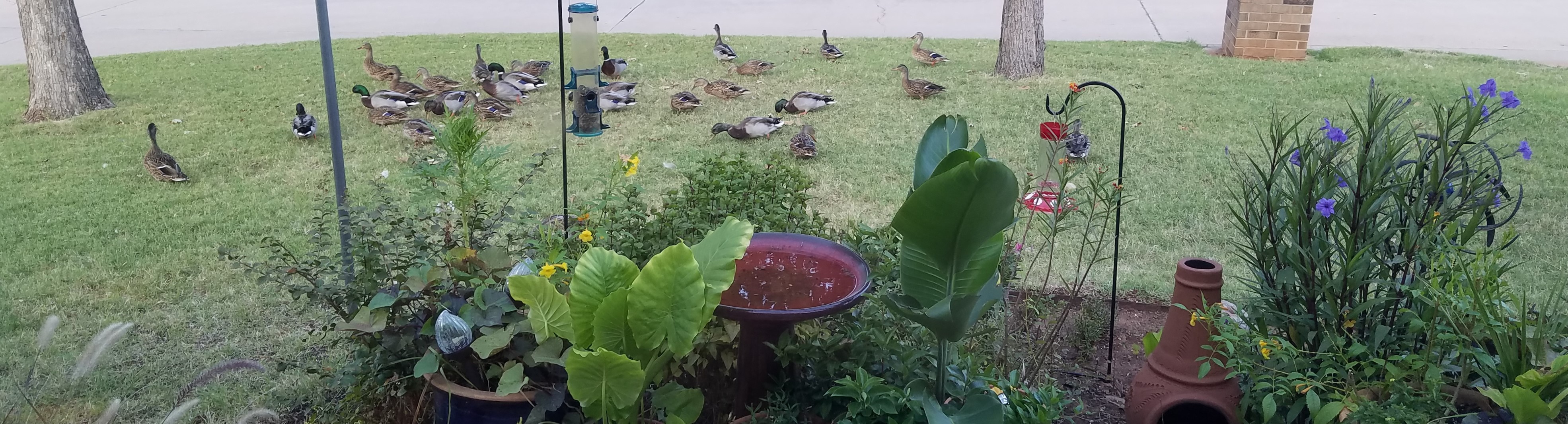 Ducks in the yard 092020.jpg